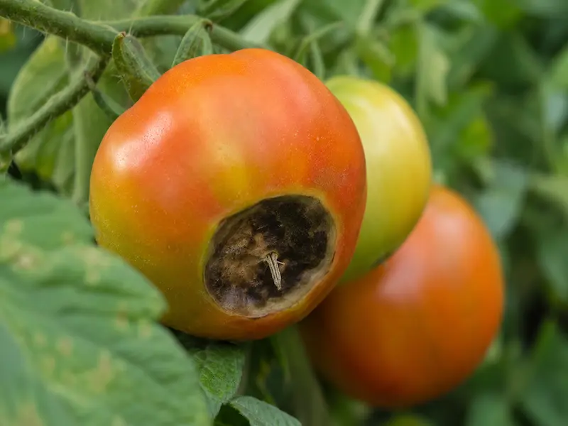 Tomato showing blossom end rot caused by inconsistent watering in a container