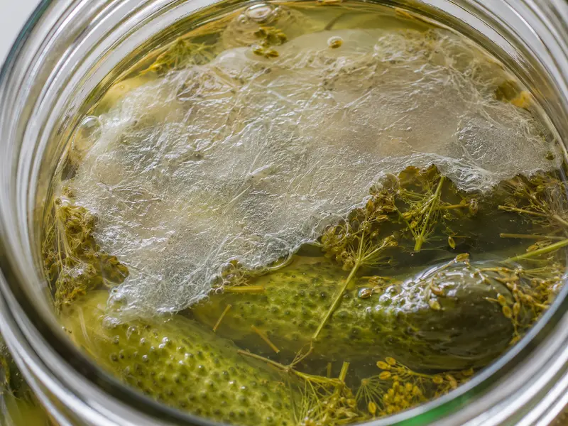 Close up of thin white kahm yeast film on the surface of fermenting pickle brine distinct from colored fuzzy mold