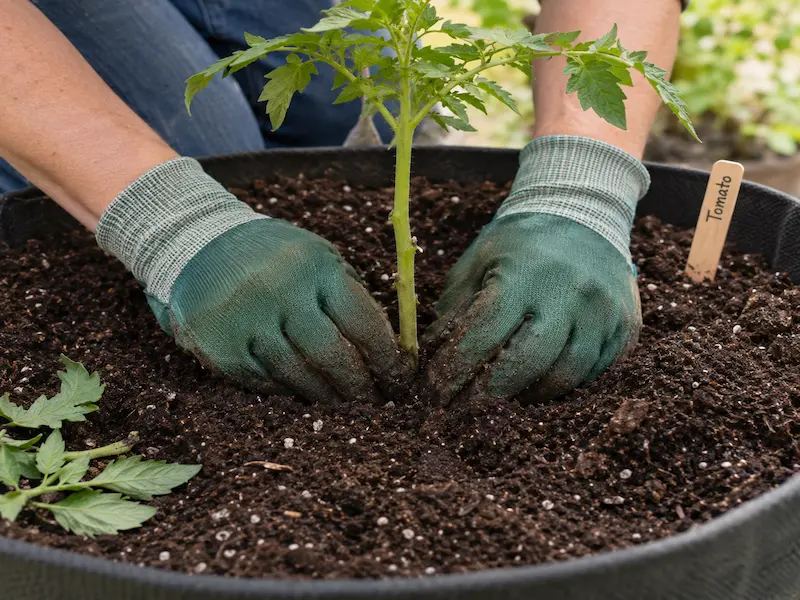 Planting a tomato seedling deep in the stem to encourage stronger root growth