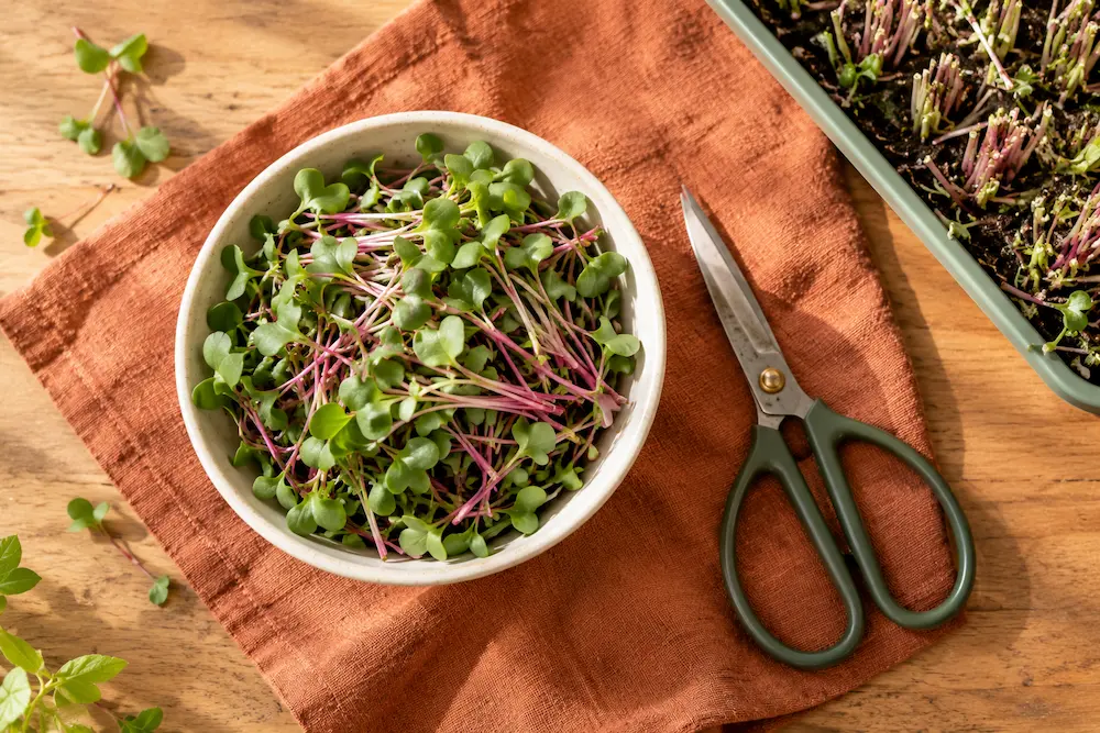 Freshly cut radish microgreens in a bowl beside kitchen scissors and a harvested tray